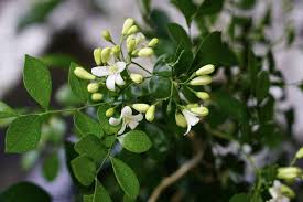 Maybe you would like to learn more about one of these? Orange Jasmine Plant Care And Growing Guide