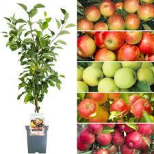 Maybe you would like to learn more about one of these? Family Apple Tree Tree For Sale Patio Fruit Tree Free Uk Felivery