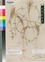 Image result for Moraea simulans