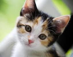 Calico cats have an air of mystery about them along with a the genetics of calico cats are quite fascinating and have long been the topic of scientific research. Google Image Result For Http Eofdreams Com Data Images Dreams Cat Cat 07 Jpg Cute Logan Cats Cat Fleas Beautiful Cats