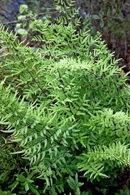 Image result for Cheilanthes viridis