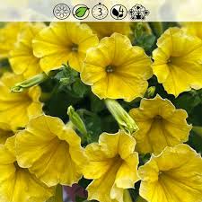 Image result for foto surfínie