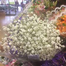 9,902 likes · 63 talking about this. Large Bunch Of Fresh Baby S Breath 2 At Produce Junction Babys Breath Table Decorations Decor