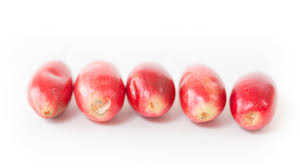 Image result for Pentadiplandra