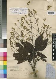 Image result for Ricinodendron