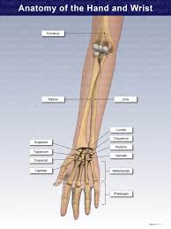 Image result for Hand Anatomy