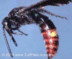 Wasps will build nests in wall cavities, loft spaces and just about any other suitable void they find, the organisation says. Scoliid Wasps Hovering Over Lawns Nc State Extension