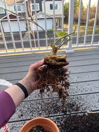 Image result for Kedrostis africana