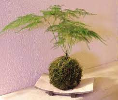 Asparagus Plumosus Aka Asparagus Setaceus Asparagus Fern Asparagus Fern Fern Plant Trees To Plant