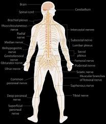 The nervous system, along with the endocrine system, regulates homeostasis. The Nervous System Ck 12 Foundation