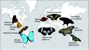 June 19 at 7:55 am · english (us) español; On The Multifunctionality Of Butterfly Scales A Scaling Law For The Ridges Of Cover Scales Faraday Discussions Rsc Publishing