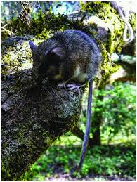 Image result for Nelsonia