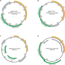 Discovery Of Several Thousand Highly Diverse Circular Dna