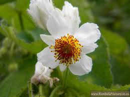 Image result for Sparrmannia