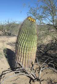 The asl fingerspelling provided here is most commonly used for proper names of people and places; Ferocactus Wislizeni Wikiwand