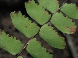 Image result for Adiantum soboliferum