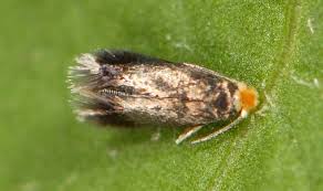 Image result for Stigmella anomalella