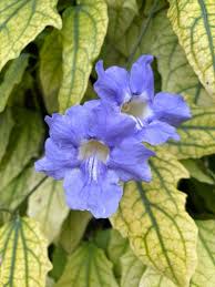 Image result for Thunbergia crispa