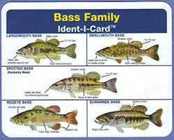 Ident I Cards Bass Family Freshwater Fish Identification Card