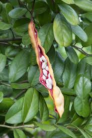 Image result for Capparis fascicularis