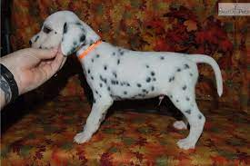 Orange Boy Dalmatian Puppies For Sale Dalmatians For Sale Dalmatian Puppy