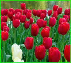 Tersedia beragam pilihan warna yang sangat cantik dan mempesona. Bunga Tulip Kebanggaan Negara Belanda Hewata Com