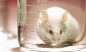 Pin By Amcurious Nj On Animal Protection 5 Animal Welfare Act Network For Good Animal Welfare