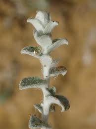 Image result for Plecostachys