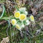Image result for Helichrysum cooperi