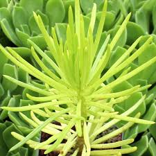 Image result for Senecio barbertonicus