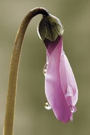 Flower Bud Purple Flowers Amazing Flowers Flowers