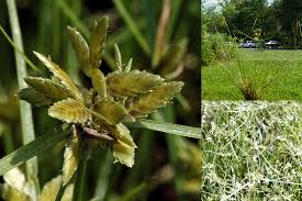 Image result for Pycreus flavescens