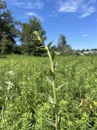 Image result for Nesaea aspera