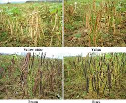 Image result for Microcharis annua