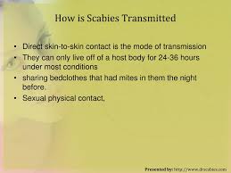 Image result for scabies transmission