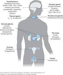 General Principles Of Endocrine Physiology Basicmedical Key