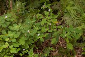 Image result for Impatiens zombensis