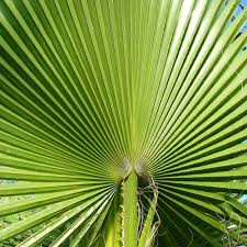 Image result for Washingtonia filifera
