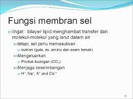 Fungsi dari membran itu sendiri ialah melindungi sel dan juga memberikan bentuk bagi sebuah sel, membran sel ini bisa menjadi media komunikasi antar. Struktur Dan Fungsi Membran Plasma Biologi Sel 2010