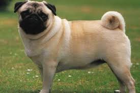 Of course, you can always adopt a pug. Average Price For Pug Puppies Petsidi