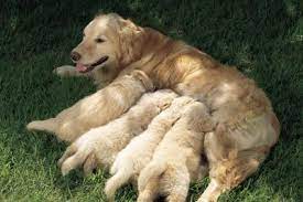 After How Many Months Does A Dog Stop Giving The Puppies Milk