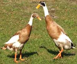 Indian Runner Duck Breed Information Modern Farming Methods