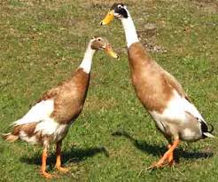 indian runner duck breed information modern farming methods