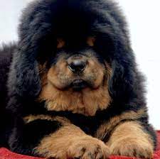 Tibetan Mastiff Tibetan Mastiff In Punjab 09592361465 Youtube Huge Dogs Tibetan Mastiff Puppy Mastiffs