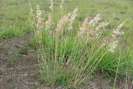 Image result for Melinis repens