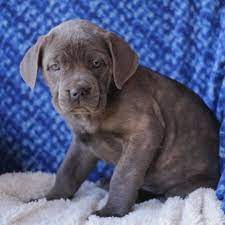 Cane Corso Puppy For Sale In Gap Pa Adn 71685 On Puppyfinder Com Gender Female Age 12 Weeks Old Cane Corso Puppies Cane Corso Puppies For Sale