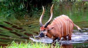 Animals Of The Congo Basin Animals Congo Africa