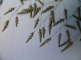 Image result for Eragrostis tenuifolia