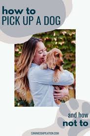 2) don't pick your dog up by their collar not only does lifting a dog from his collar temporarily cut off his air. How To Pick Up A Dog Canine Compilation