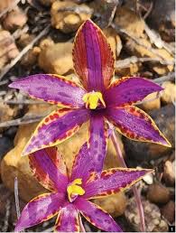 Image result for Elymandra